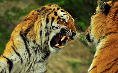 Image tiger on green grass during daytime