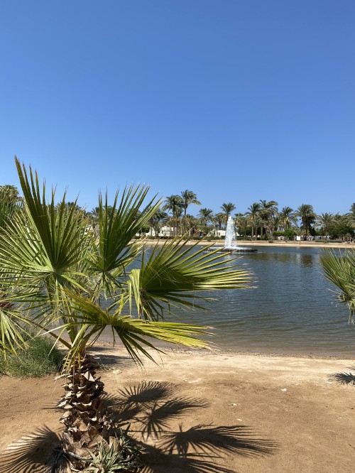 Image vegetation, water, Date palm, plant community, landscape