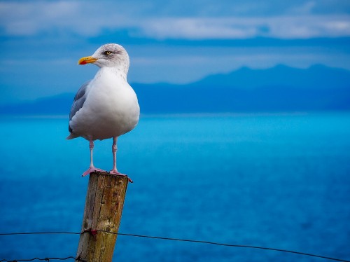 Image white bird on brown wooden post