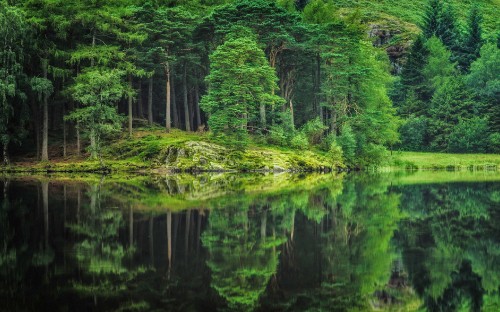 Image green trees beside body of water during daytime