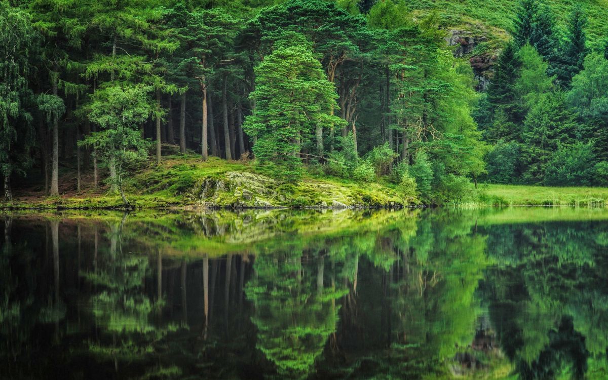 green trees beside body of water during daytime