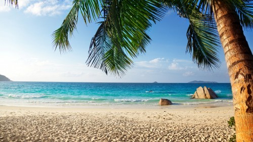 Image green palm tree on beach during daytime