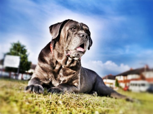 Image black short coated dog lying on green grass field during daytime