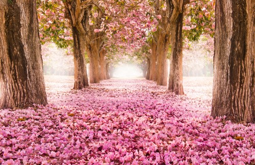 Image cherry blossom, nature, blossom, tree, natural landscape