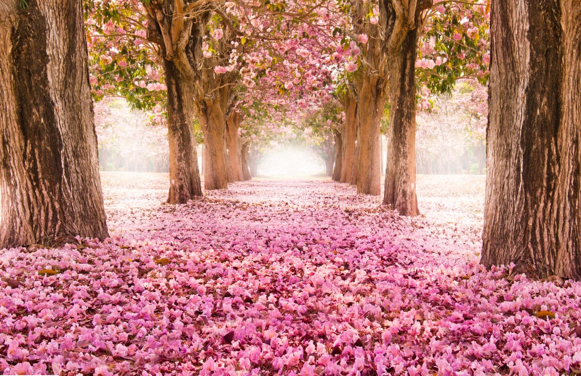 Cherry Blossom, Nature, Blossom, Tree, Natural Landscape. Wallpaper in 9448x6112 Resolution