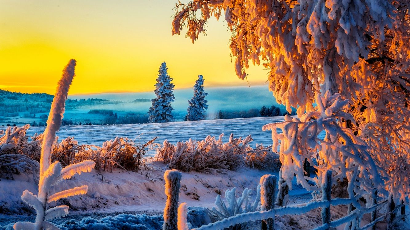 Tronco de Árbol Marrón Sobre Suelo Blanco Cubierto de Nieve Durante el Día. Wallpaper in 6400x3600 Resolution