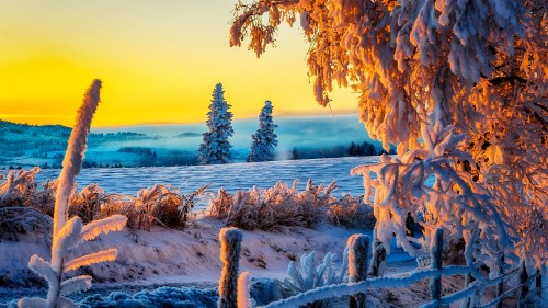 Image brown tree trunk on white snow covered ground during daytime