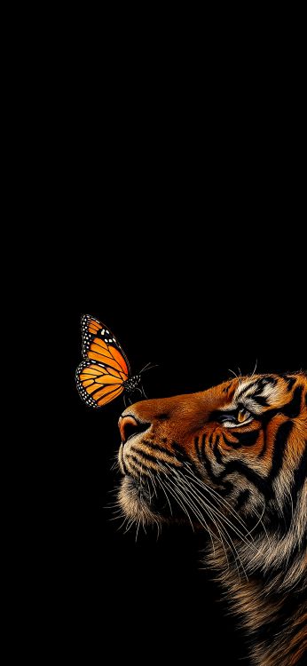 siberian tiger, bengal tiger, bengal, tiger