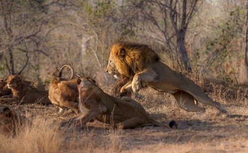 Image lion and lioness on brown grass field during daytime