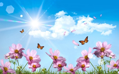 Image pink flowers under blue sky during daytime