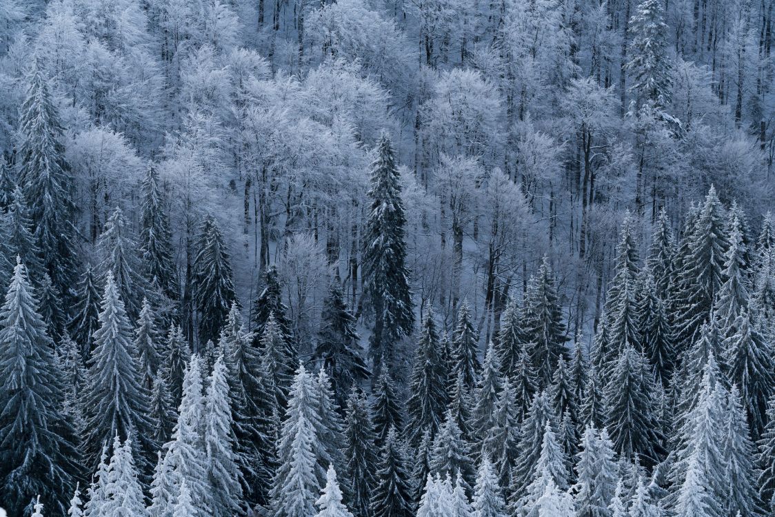 snow, winter, tree, frost, freezing