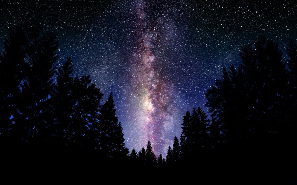 Silhouette of Trees Under Starry Night. Wallpaper in 2560x1600 Resolution