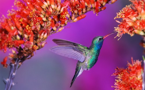 Image green humming bird flying over red and yellow flowers