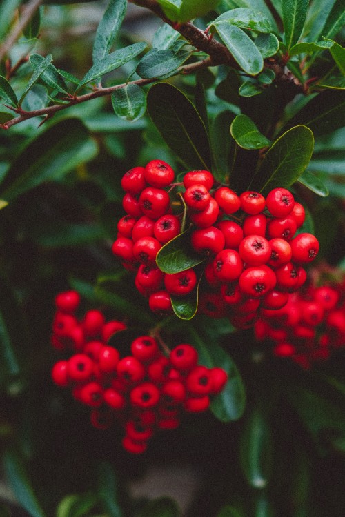 Image plant, rowan, berry, lingonberry, blueberry