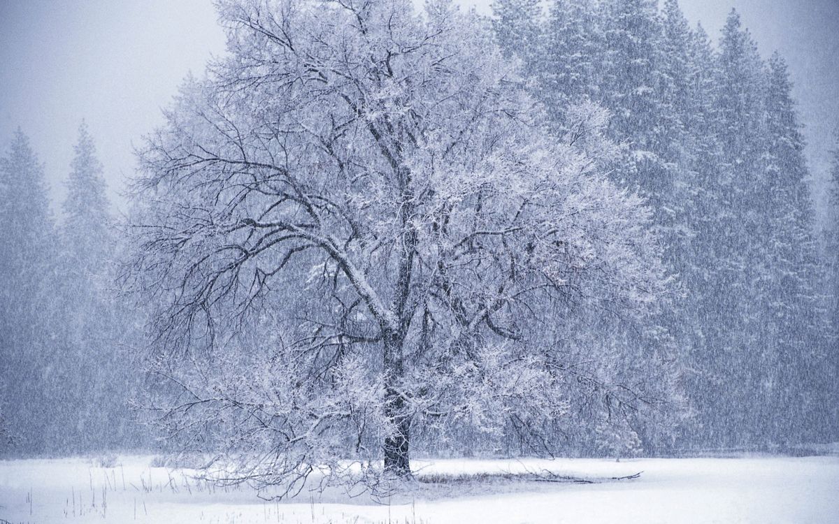 grayscale photo of trees near body of water