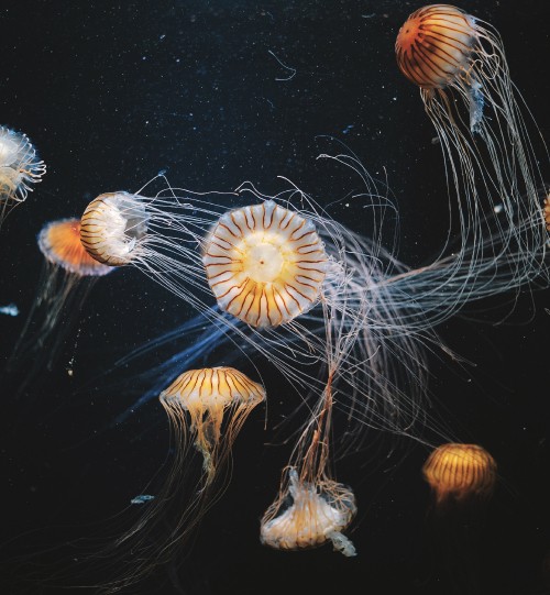 Image white and brown jellyfish in water