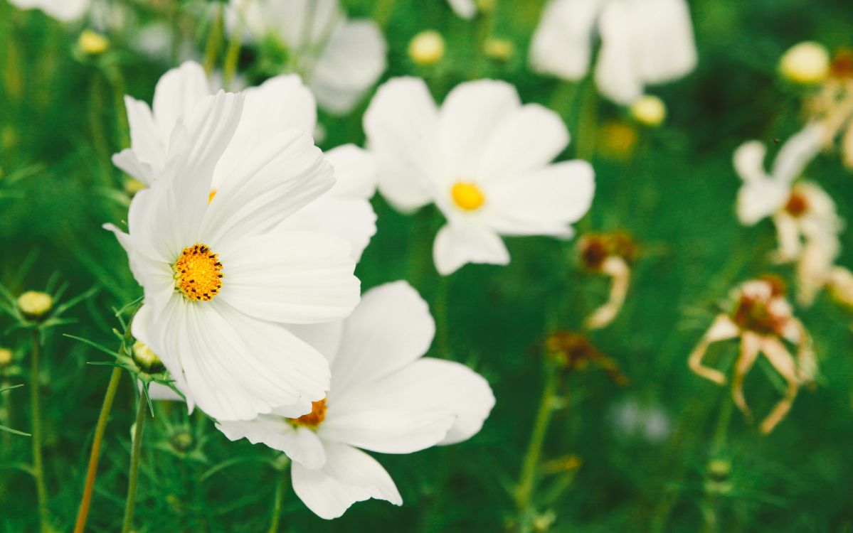White Flowers in Tilt Shift Lens. Wallpaper in 5081x3177 Resolution