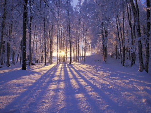 Image snow covered pathway between bare trees during daytime