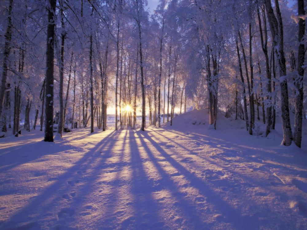 snow covered pathway between bare trees during daytime