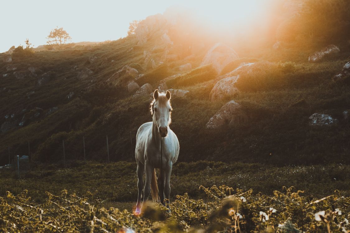 Cheval Blanc Sur Terrain D'herbe Verte Pendant la Journée. Wallpaper in 6000x4000 Resolution