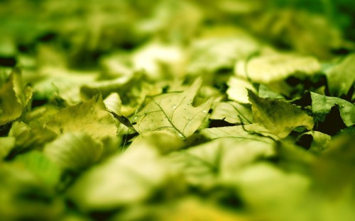 Image green leaves in tilt shift lens