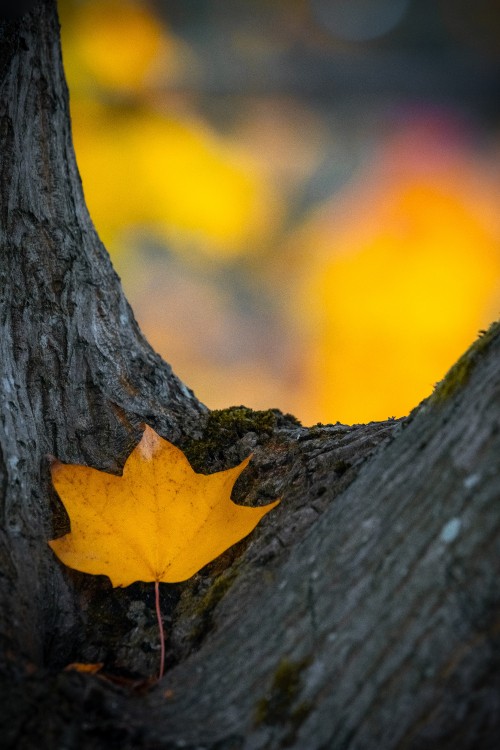 Image orange, autumn, plant stem, leaf, sky