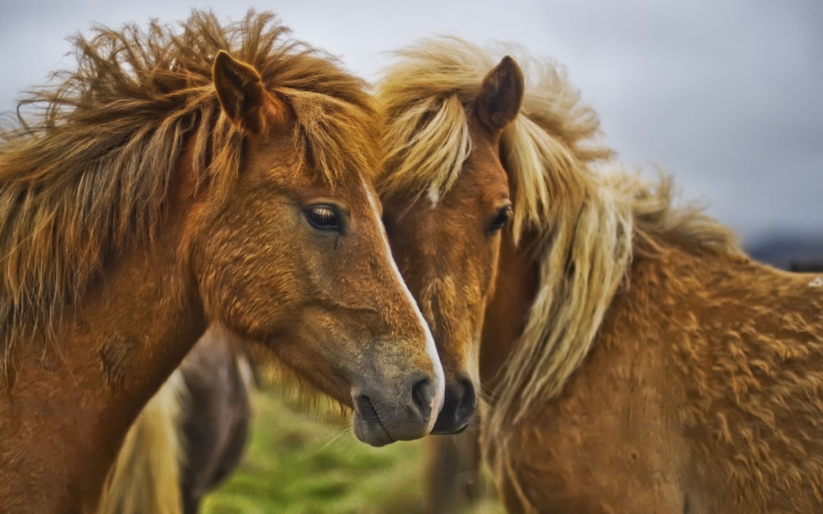 Cheval Brun Sur Terrain D'herbe Verte Pendant la Journée. Wallpaper in 1920x1200 Resolution