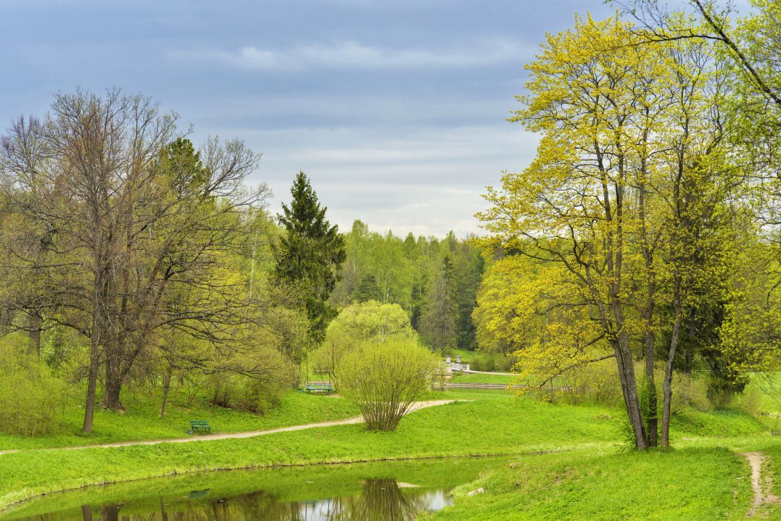 Arbres Verts Sur Terrain D'herbe Verte Sous Ciel Bleu Pendant la Journée. Wallpaper in 4200x2803 Resolution