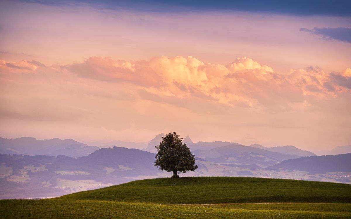 Árbol Verde en el Campo de Hierba Verde Bajo Las Nubes Blancas y el Cielo Azul Durante el Día. Wallpaper in 3840x2400 Resolution