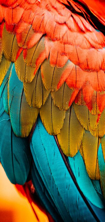 Pygargues, Plume, Ara, le Rouge et le Vert Ara, Cage. Wallpaper in 1421x3000 Resolution