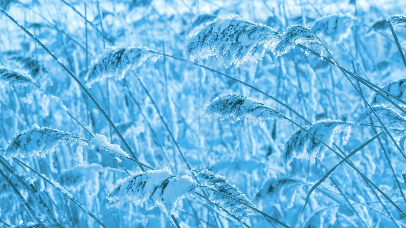 冬天, 草家庭, 草, 冻结, 天空 壁纸 2560x1440 允许