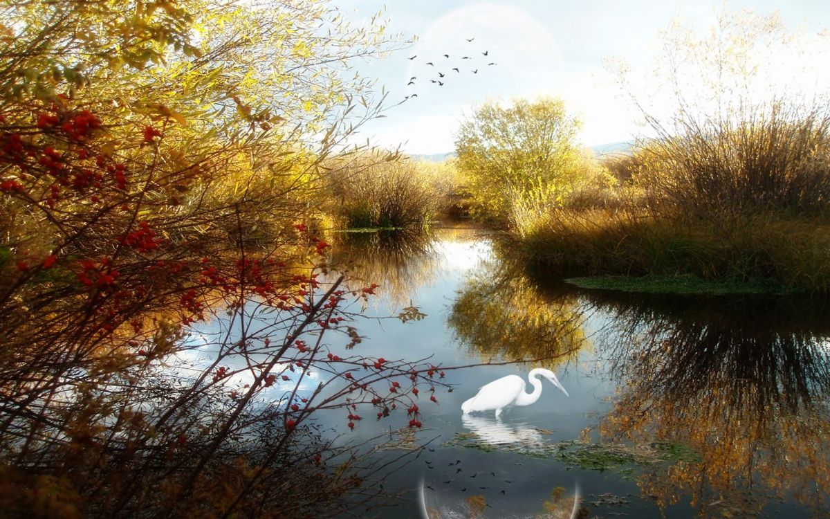 Herbe Verte et Arbres Près du Lac Pendant la Journée. Wallpaper in 1920x1200 Resolution