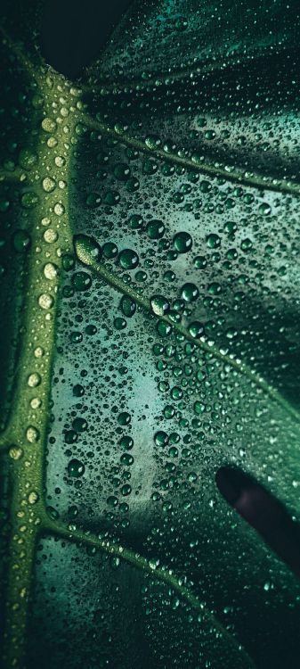 水下, 水资源, 生物学, 科学, 液体 壁纸 1080x2400 允许