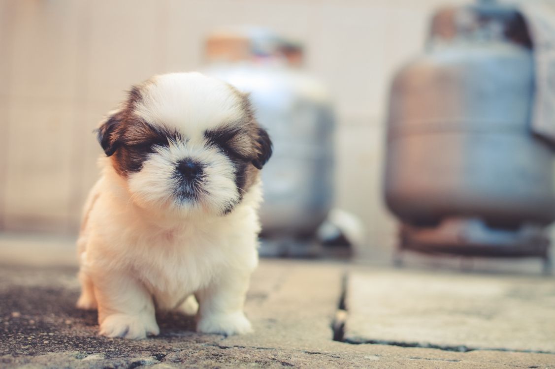 white and brown shih tzu puppy on brown concrete floor