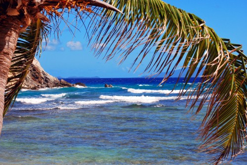 Image green palm tree near sea during daytime