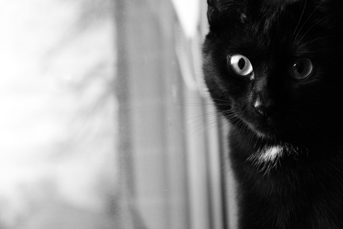 Black Cat in Grayscale Photography. Wallpaper in 6000x4000 Resolution