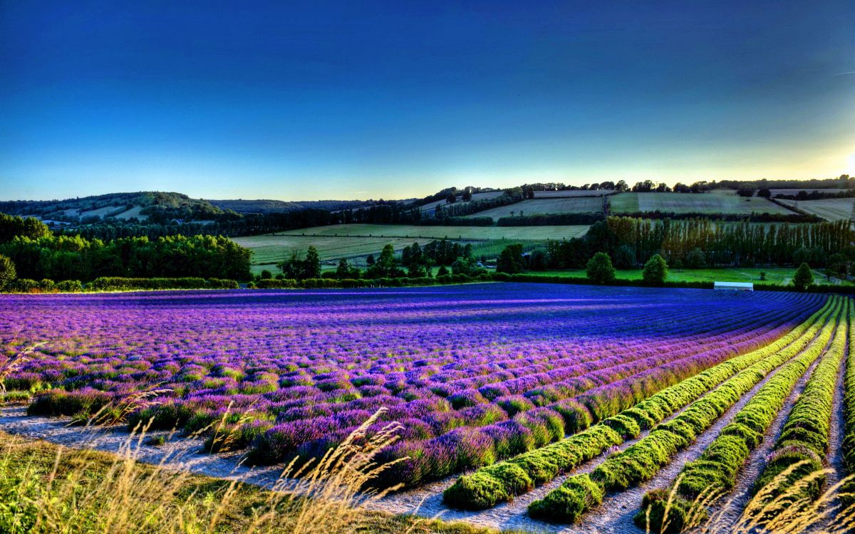 purple flower field during daytime