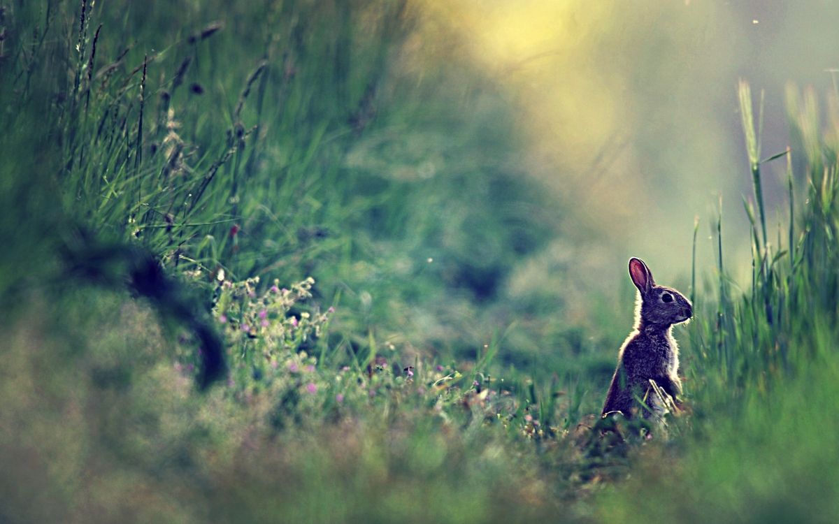 brown rabbit on green grass field during daytime