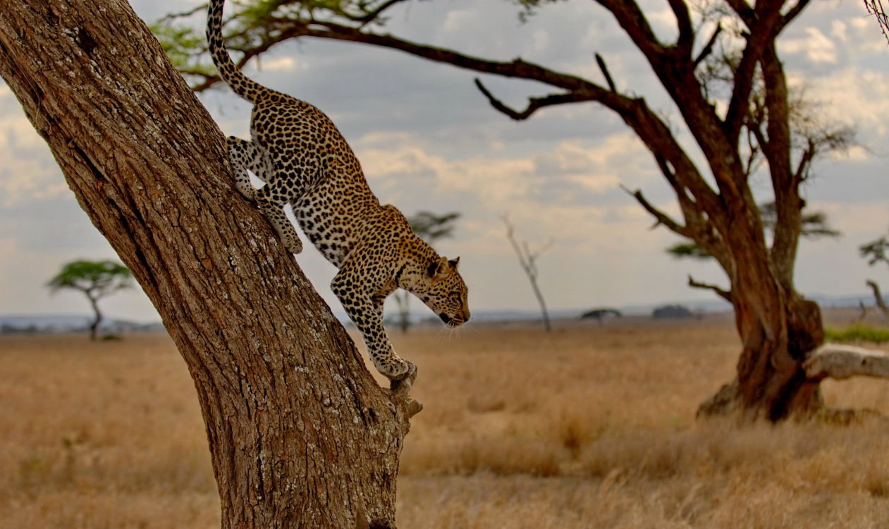 Leopard Auf Braunem Ast Tagsüber. Wallpaper in 2894x1721 Resolution