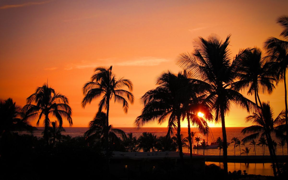 日落, 晚上, 热带地区, 欧胡岛, Arecales 壁纸 2560x1600 允许