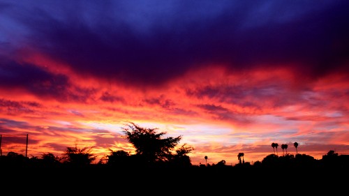 Image silhouette of trees during sunset