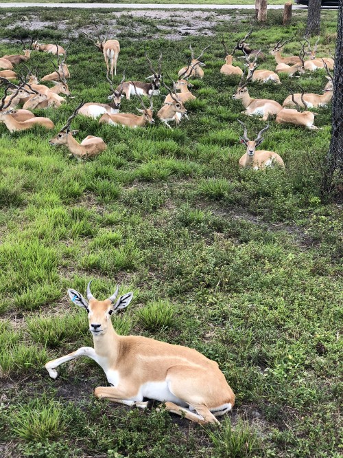 Image wildlife, deer, terrestrial animal, antelope, groundcover