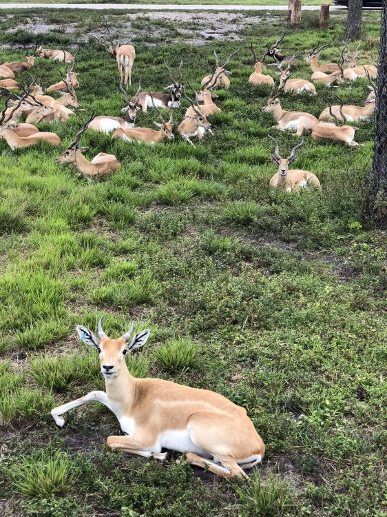 wildlife, deer, terrestrial animal, antelope, groundcover