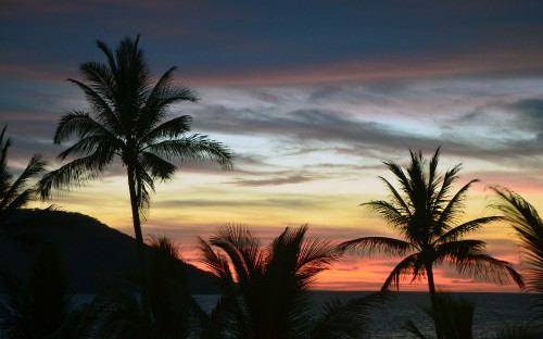 Image palm tree under cloudy sky during sunset