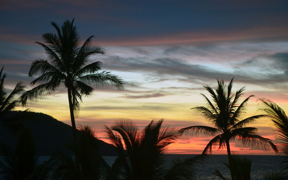 palm tree under cloudy sky during sunset