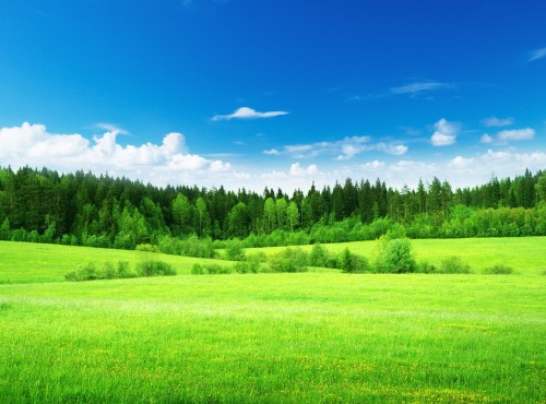 Image green grass field under blue sky during daytime