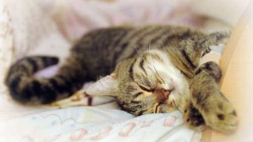 Image brown tabby cat lying on white and blue textile