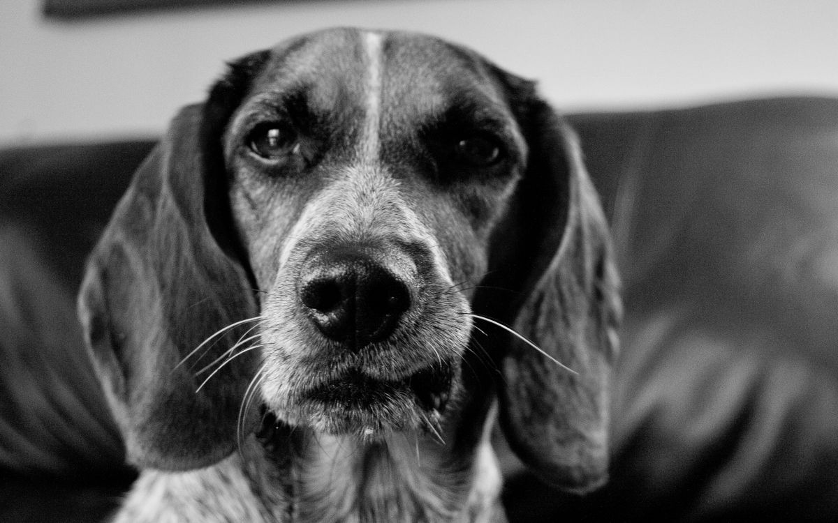 grayscale photo of short coated dog