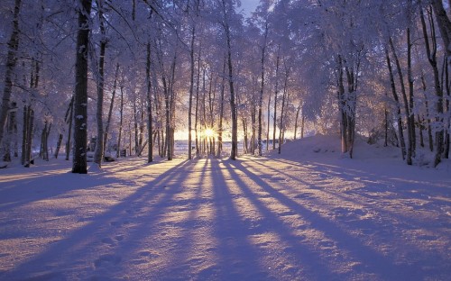 Image brown trees on snow covered ground during daytime