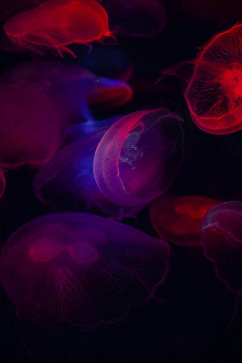 Image blue jellyfish in close up photography